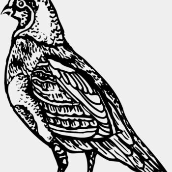 BIRD042 Thumbnail