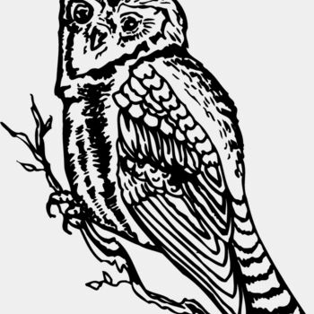 BIRD048 Thumbnail