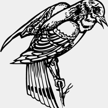 BIRD051 Thumbnail