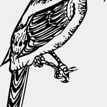 BIRD053 Thumbnail